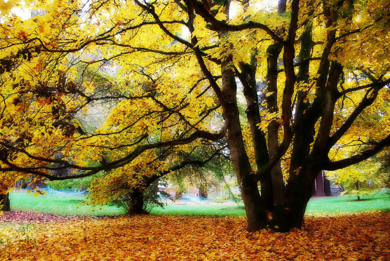 Where To Find The Best Fall Foliage In Seattle The Emerald Palate