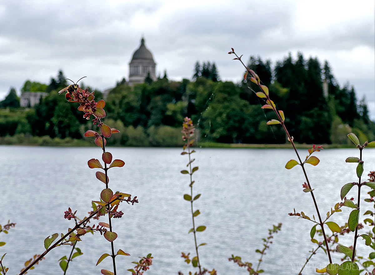 View of a bee on a plant with Olympia capitol building blurred in b ackground