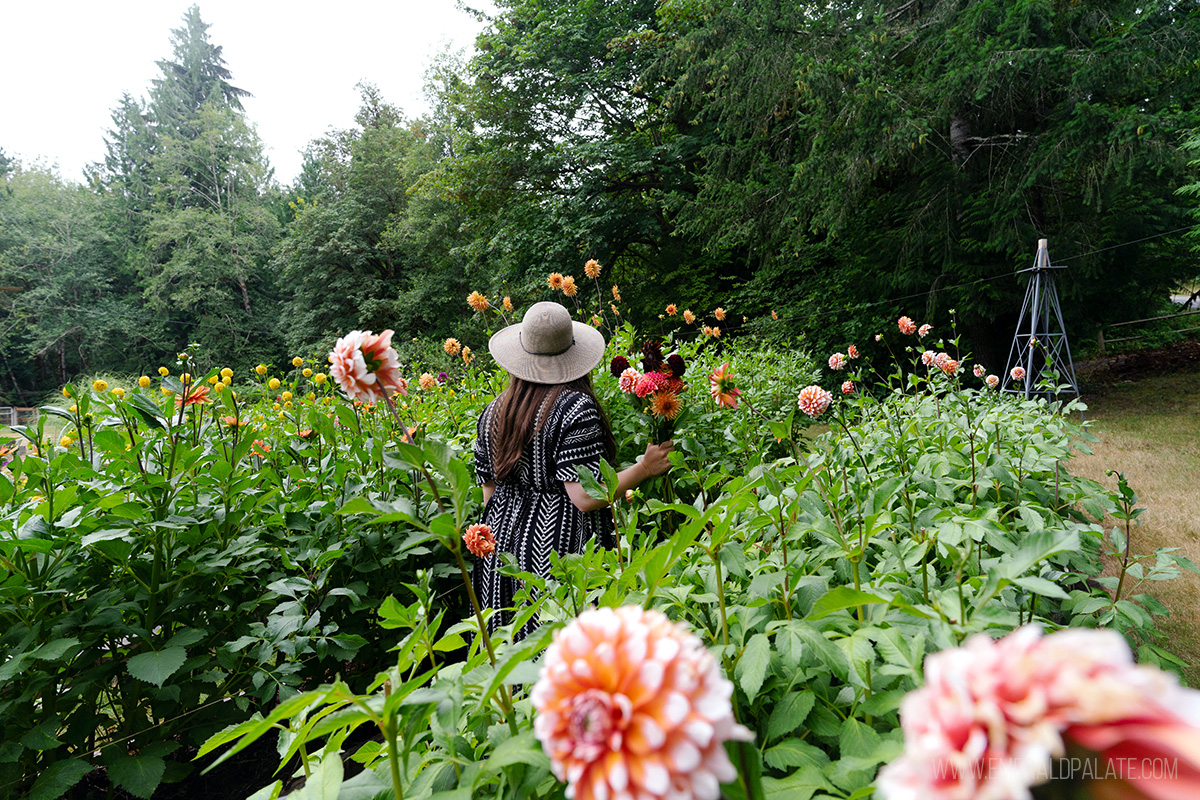 woman walking through a flower farm, one of the best things to do in Olympia, WA