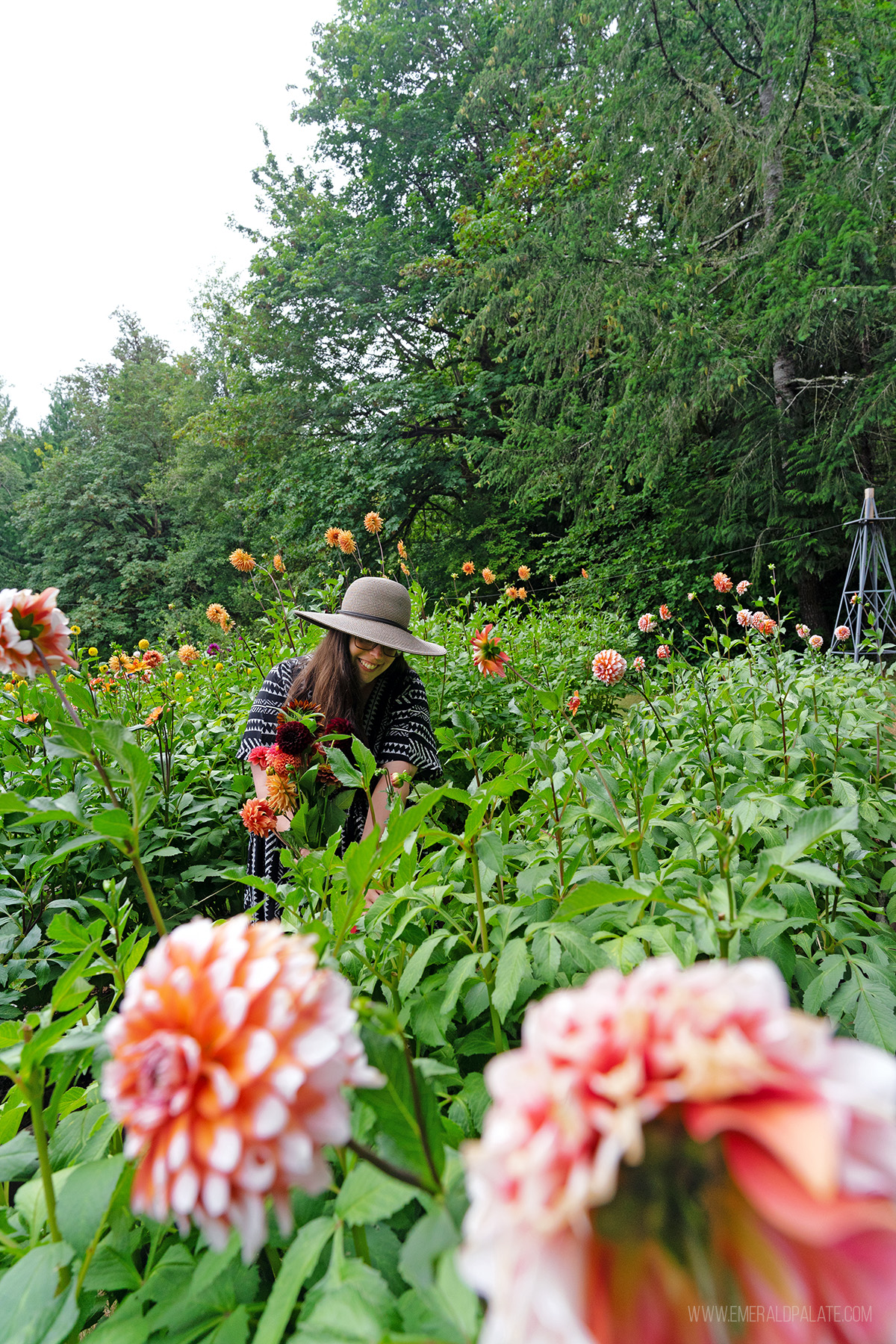 woman doing upick flowers, one of the best things to do in Olympia, WA