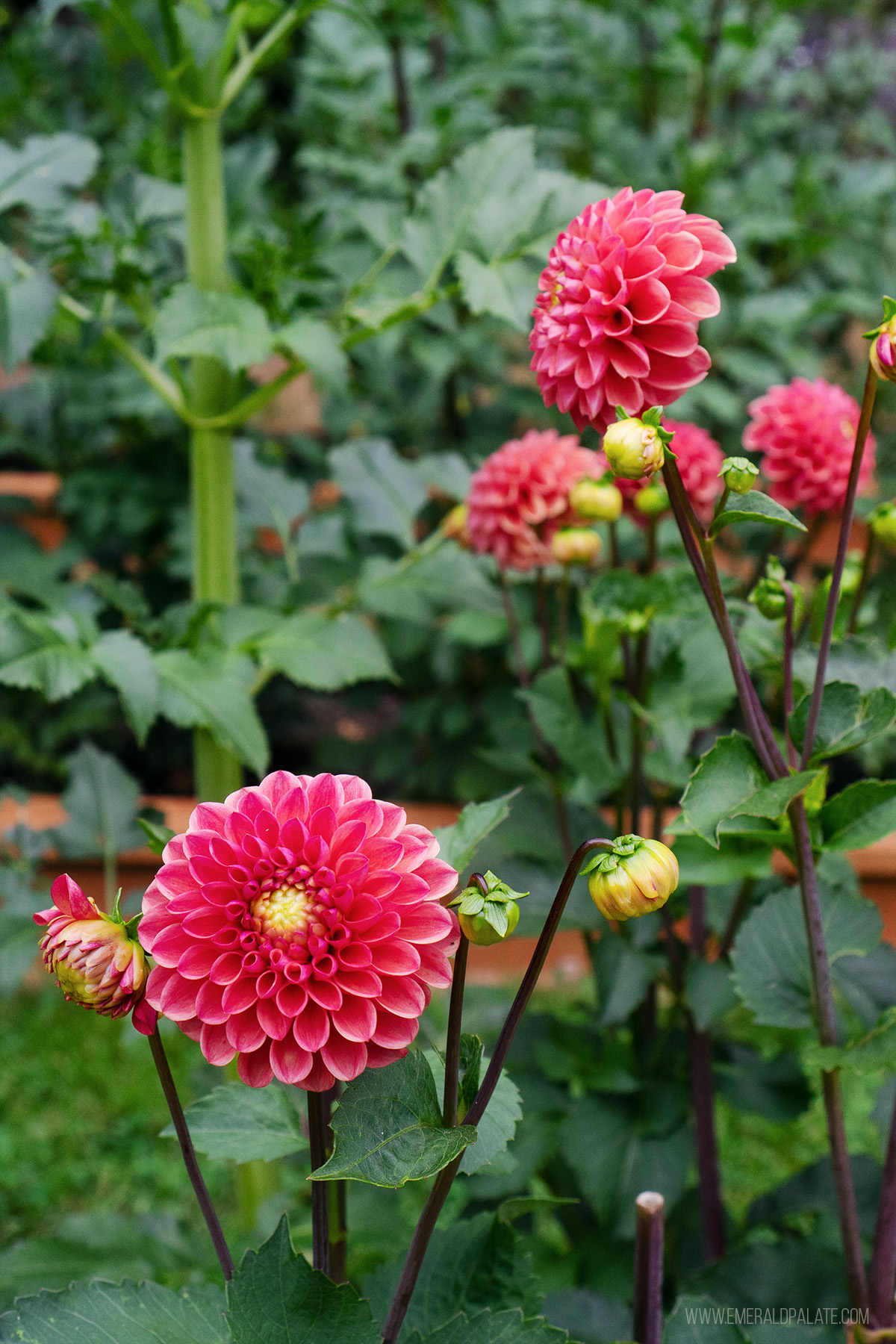 close up of dahlias