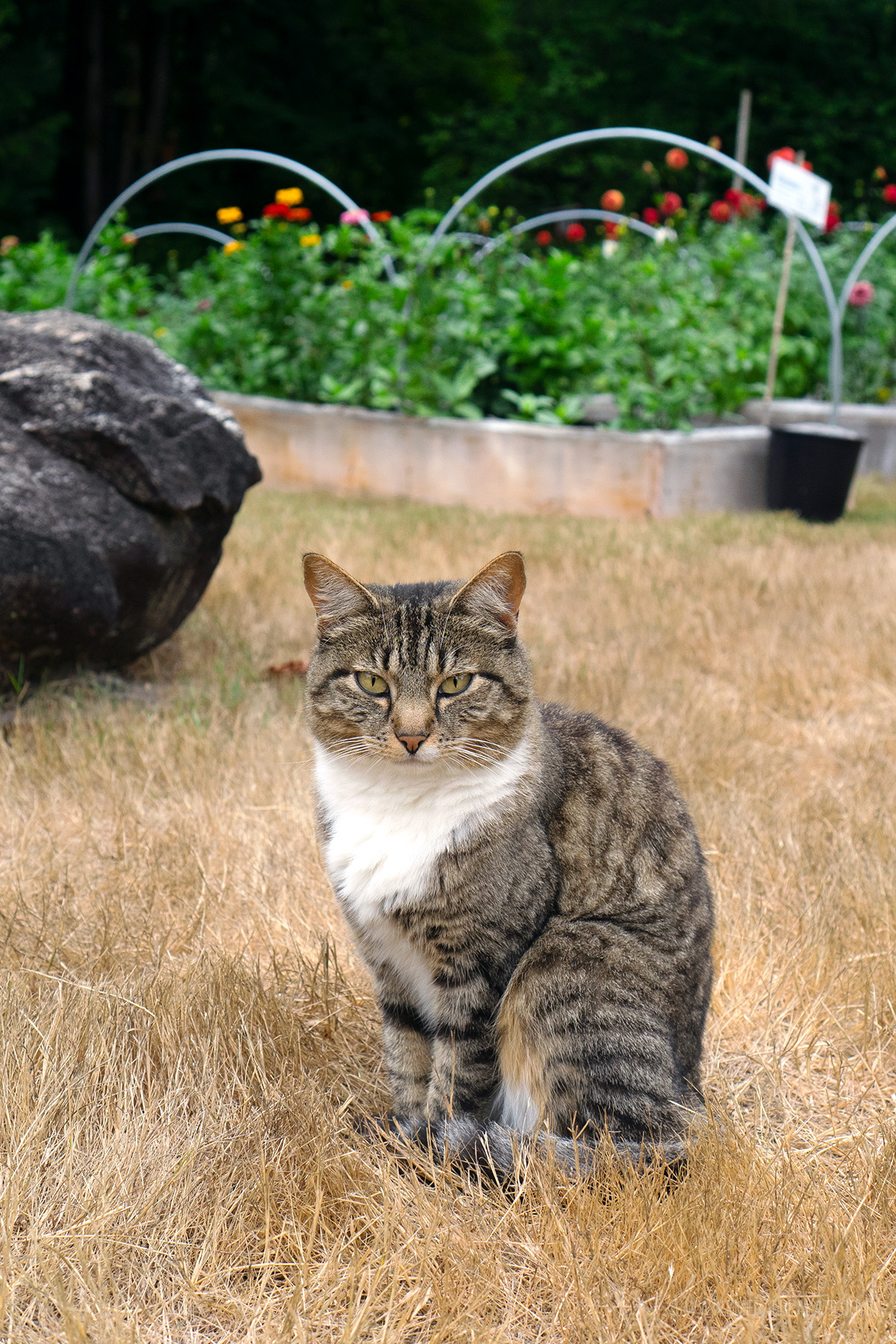 close up of a farm cat