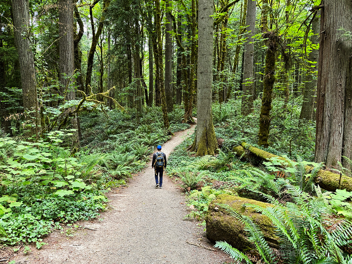 Man walking through Squaxin Park, one of the best things to do in Olympia, WA