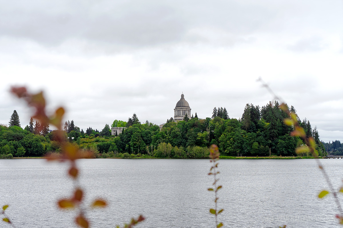 View of the Washington State Legislative Building from afar with plants out of focus in foreground