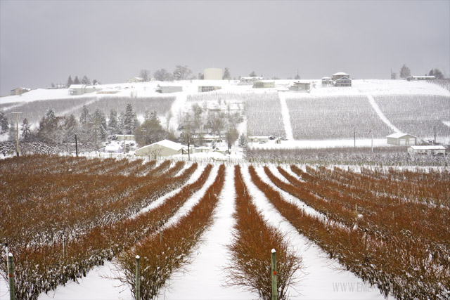 Beeld van bosbessenboerderij in Lake Chelan in de winter