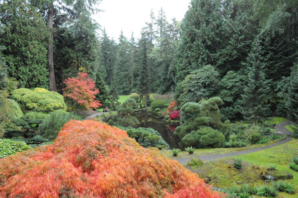 Where To Find The Best Fall Foliage In Seattle (2024) - The Emerald Palate