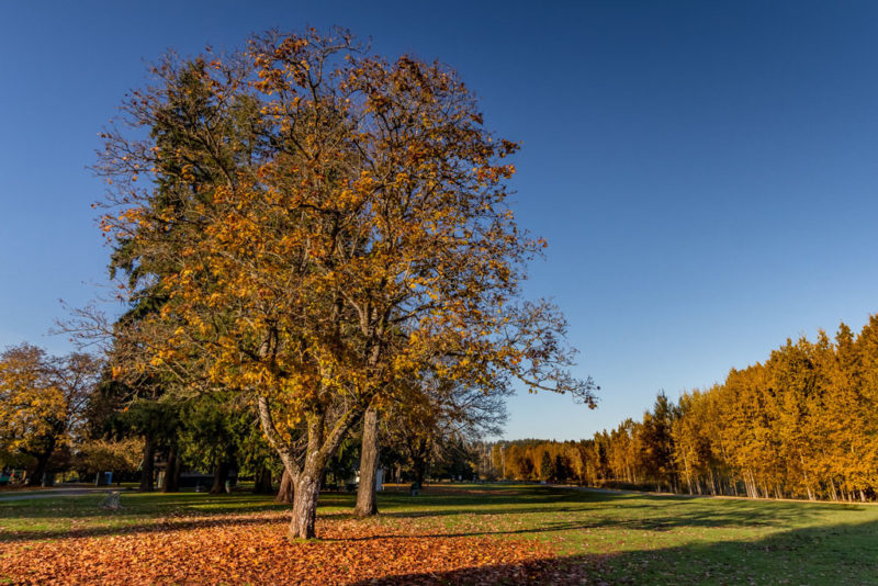 Where To Find The Best Fall Foliage In Seattle (2024) - The Emerald Palate