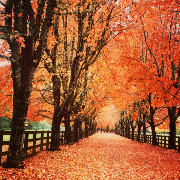 Where to Find the Best Fall Foliage in Seattle - The Emerald Palate