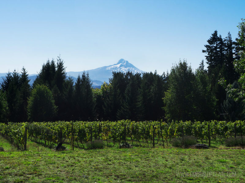 7 Columbia River Gorge Wineries You Have To Try - The Emerald Palate