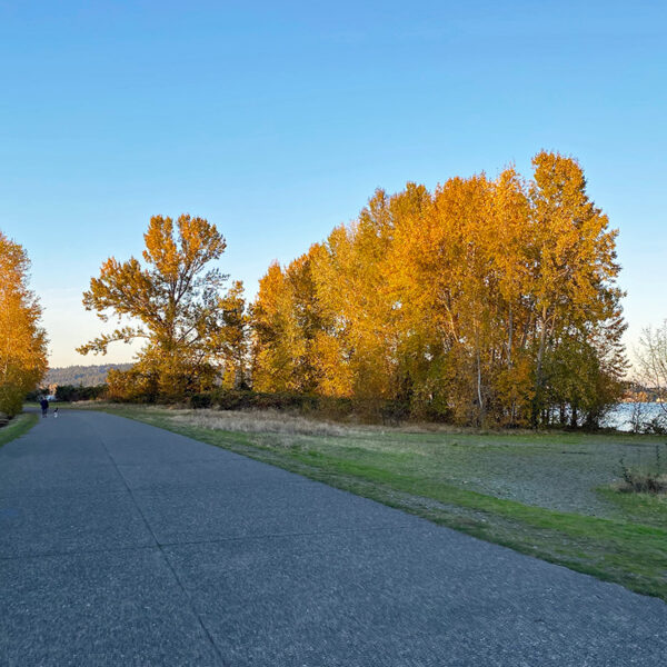 fall colors in a park that has some of the best fall foliage in Seattle