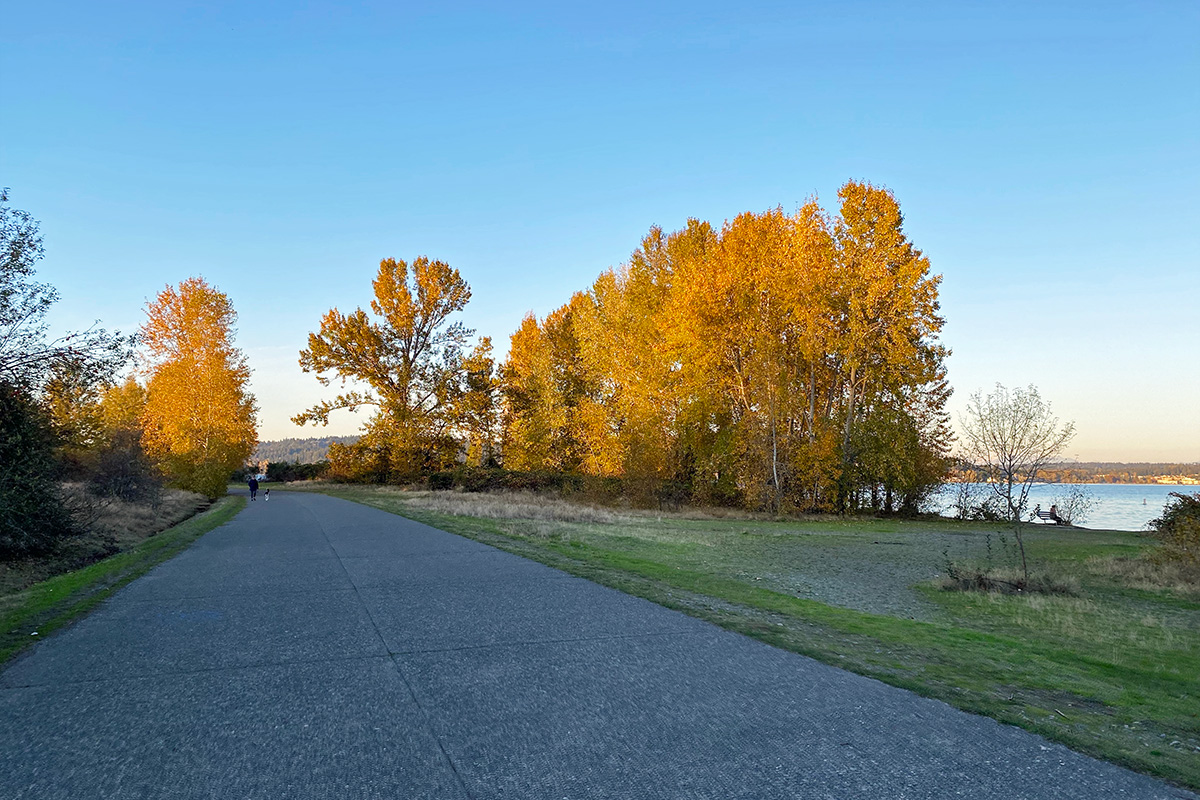 fall colors in a park that has some of the best fall foliage in Seattle