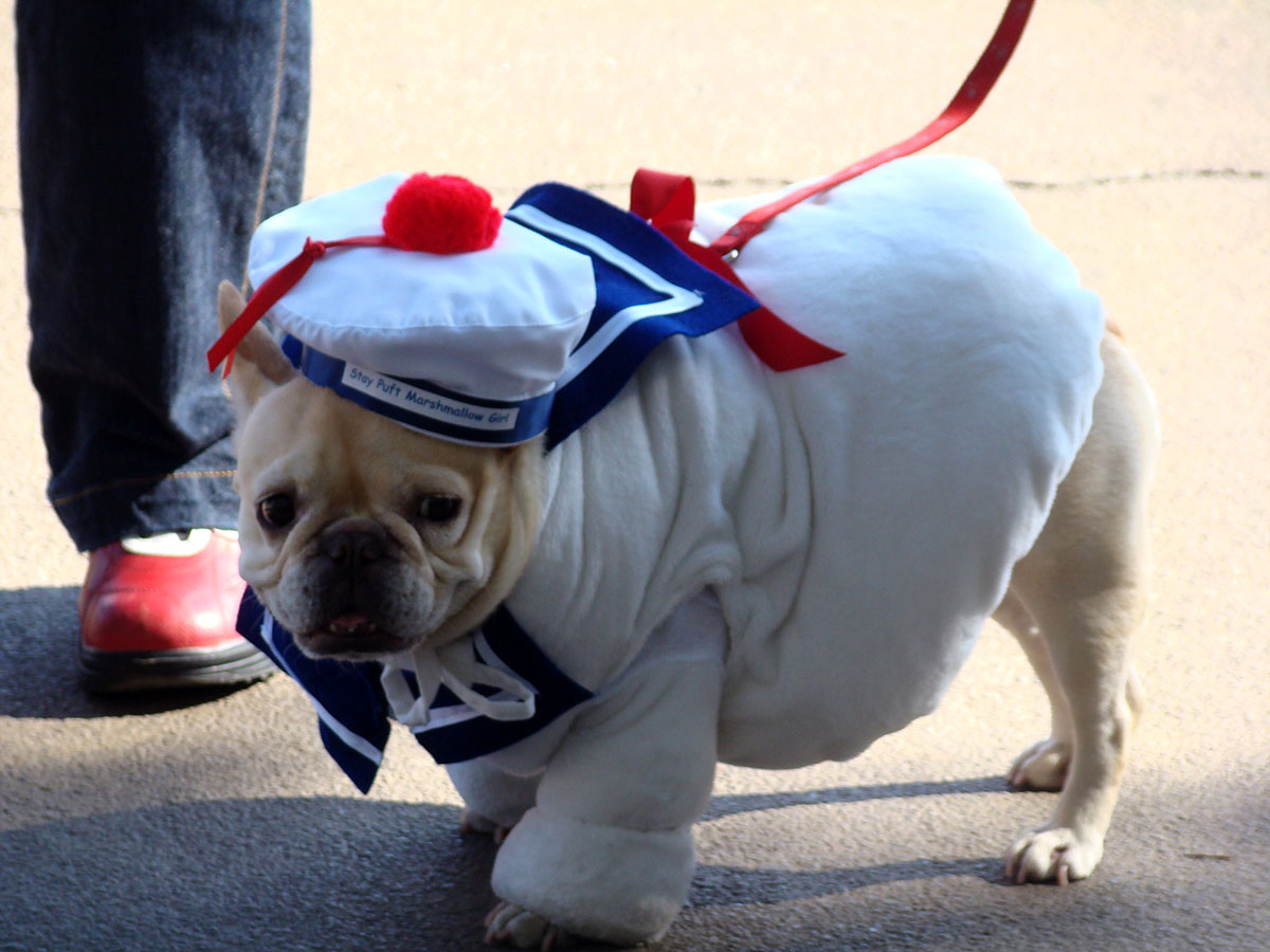 pug in a Halloween costume