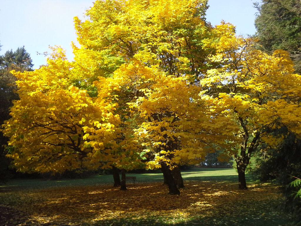 Lincoln Park, home to some of the best fall foliage in Seattle