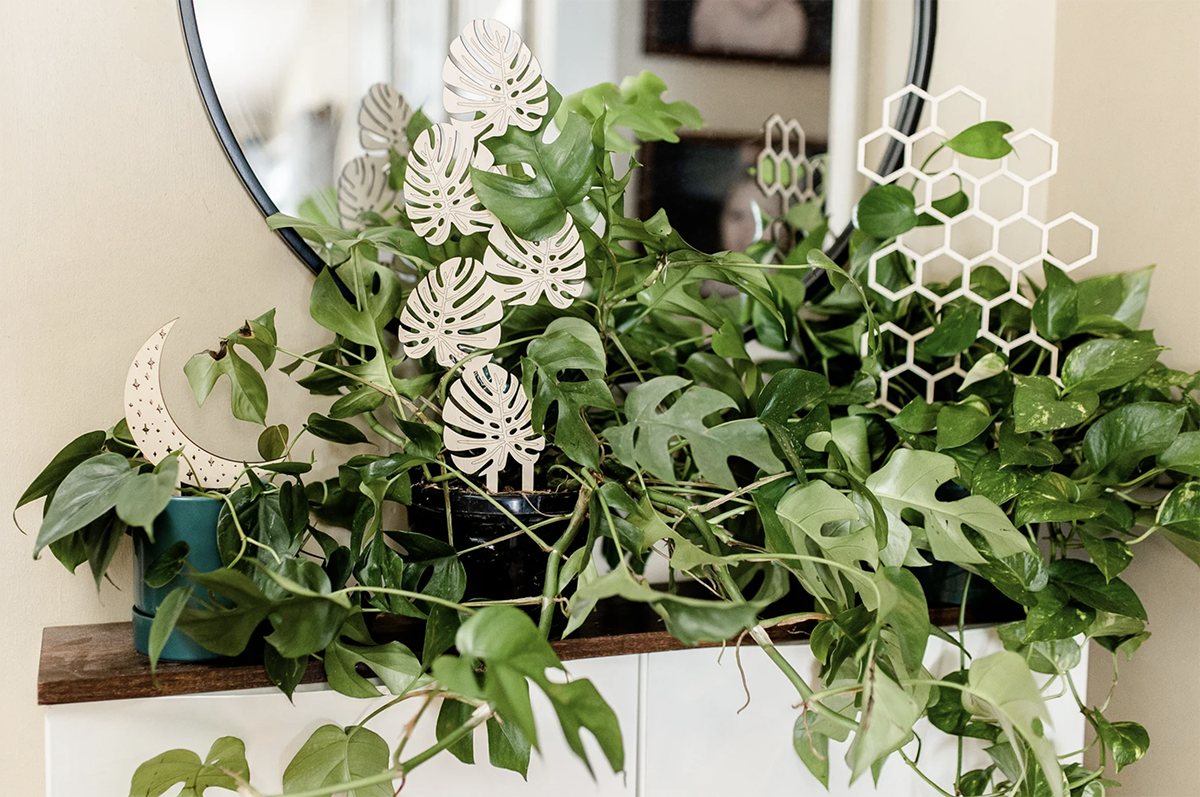 plant trellises in pothos, a great Oregon gift