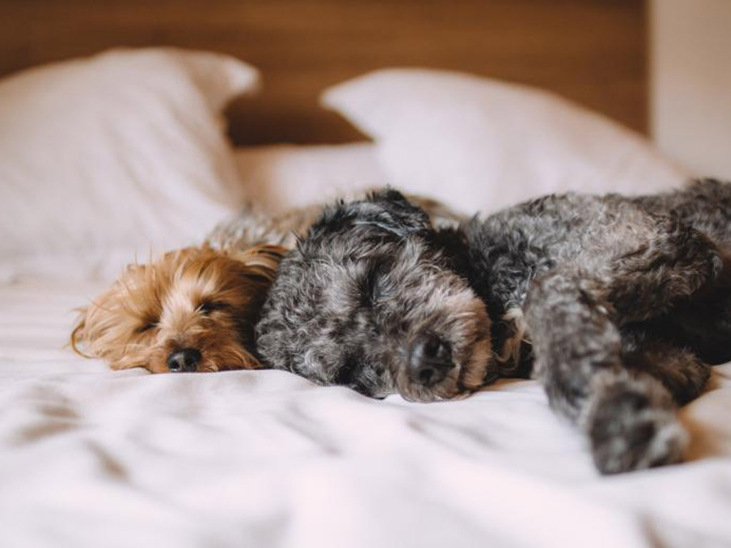 Creature comforts: 11 hotels across Canada that treat pets like VIPs