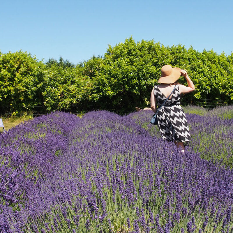 woman on a lavender farm, one of the best things to do in Seattle in July