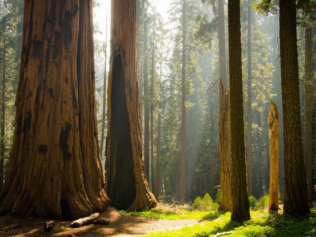 Sequoia National Park, a must visit spot on the west coast