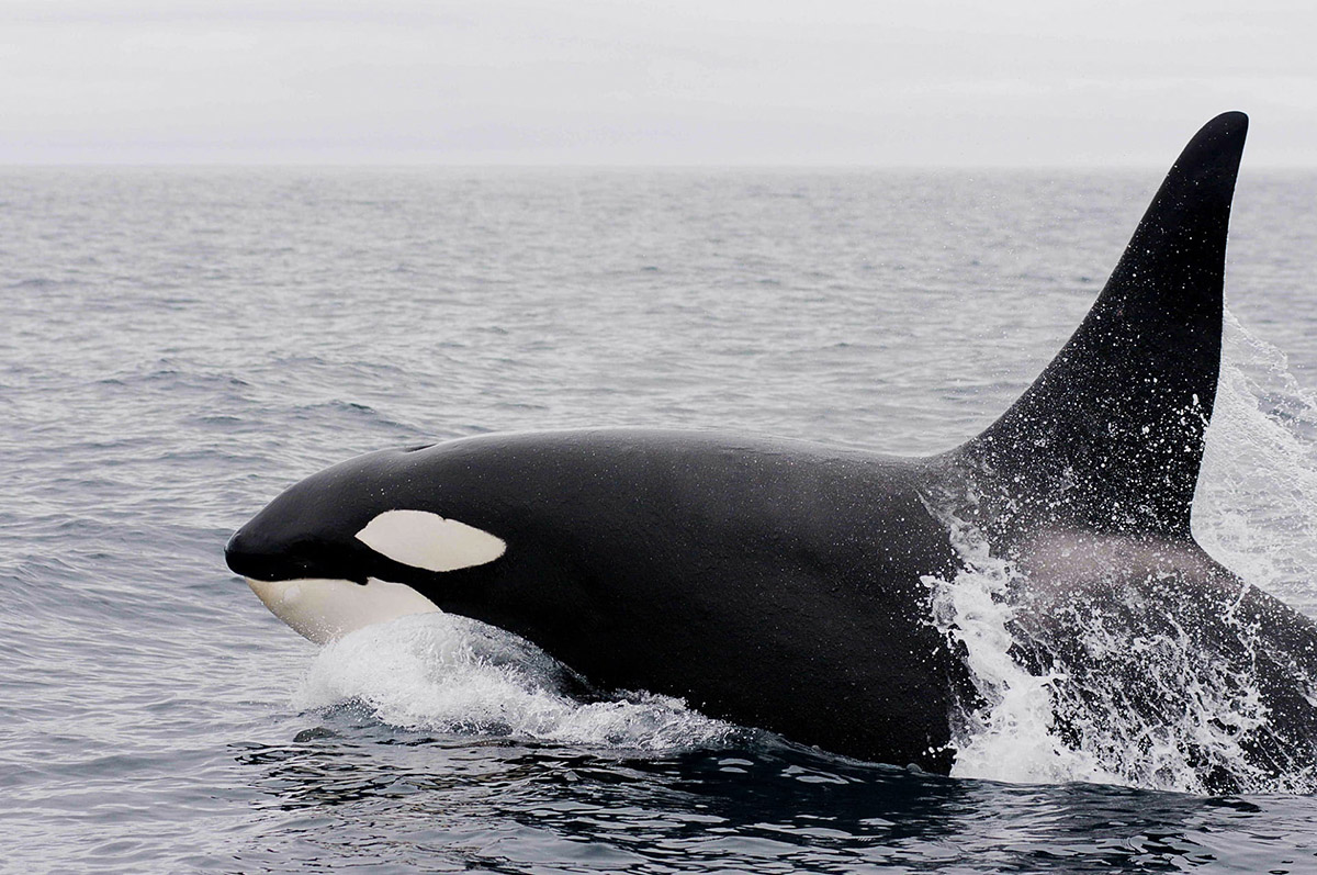 orca whale