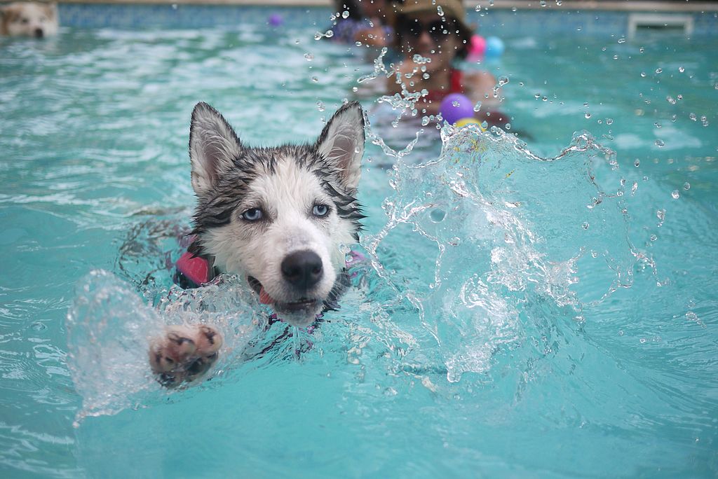 Husky swimming in a pool