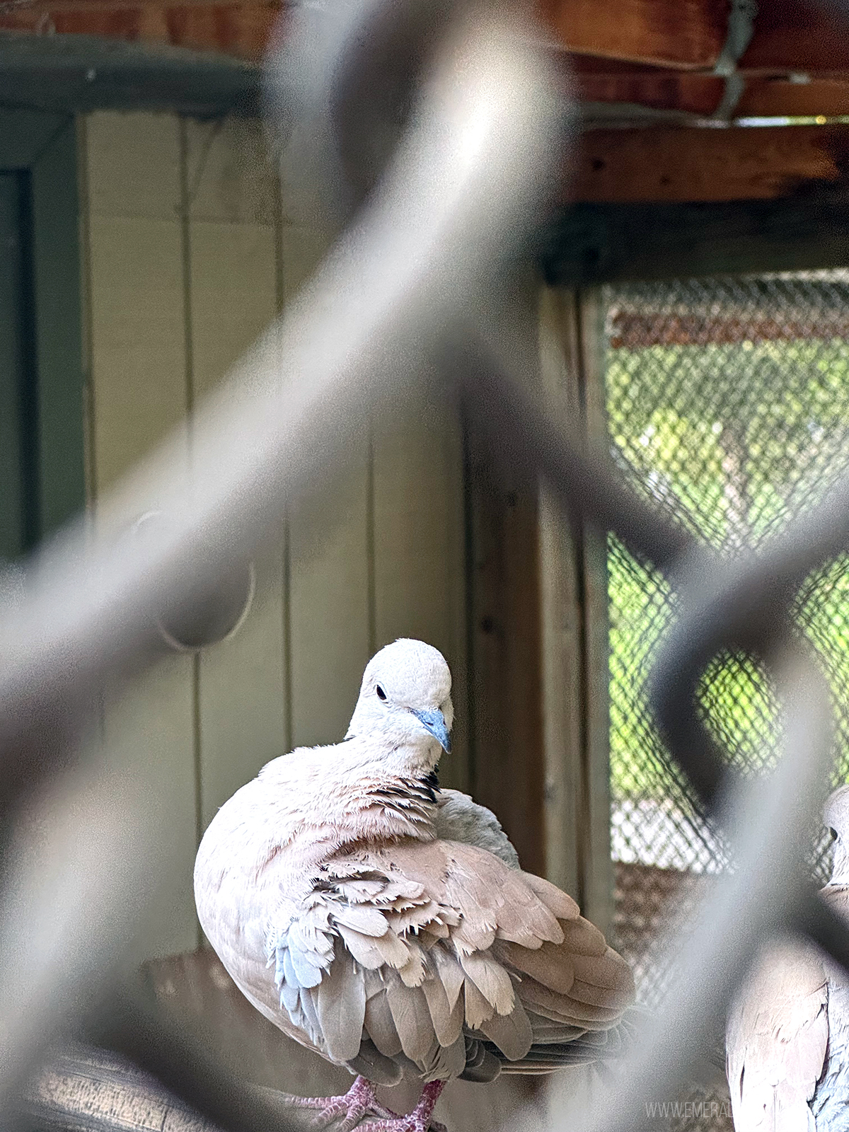 bird making eye contact with a camera through a fence