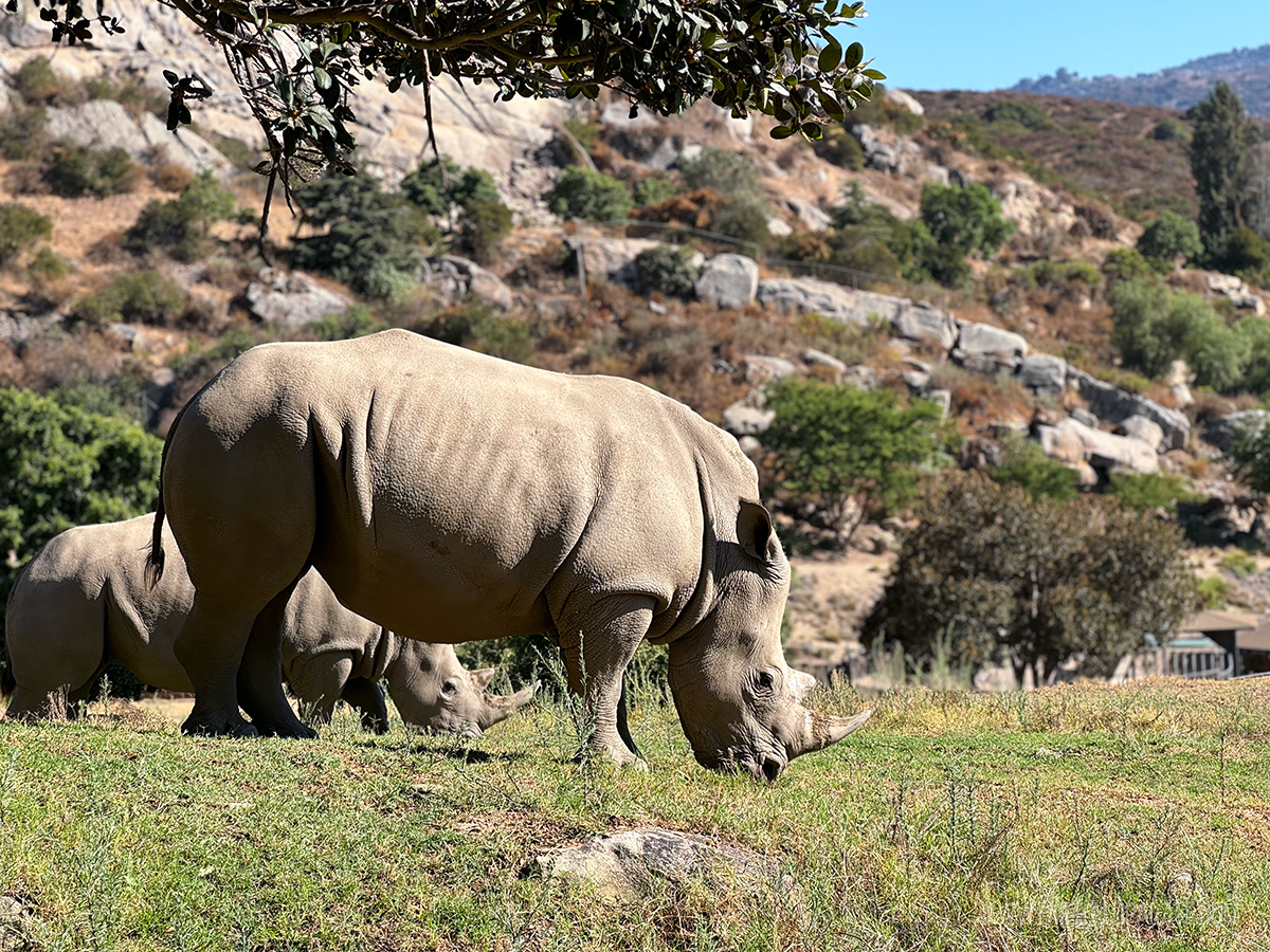 rhinos at the San Diego Zoo Safari Park, one of the best outdoor activities in San Diego