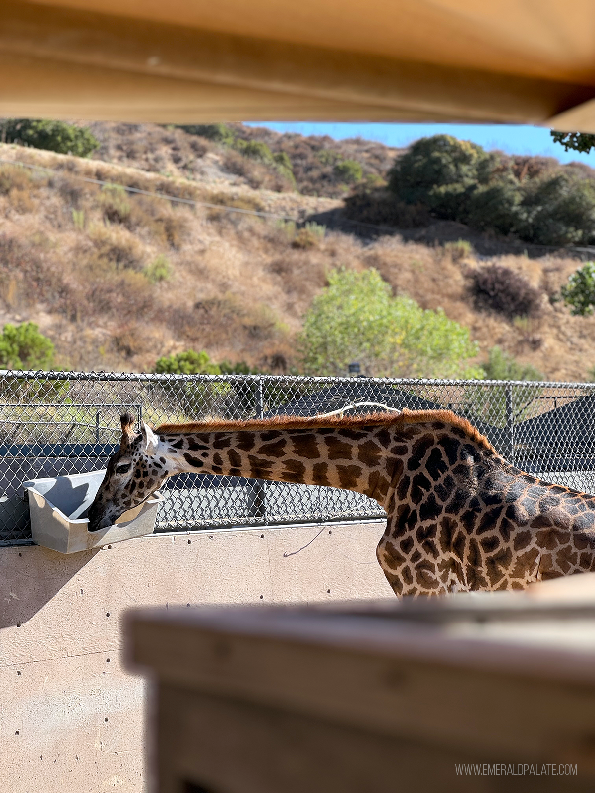 giraffe eating at the San Diego Zoo Safari Park