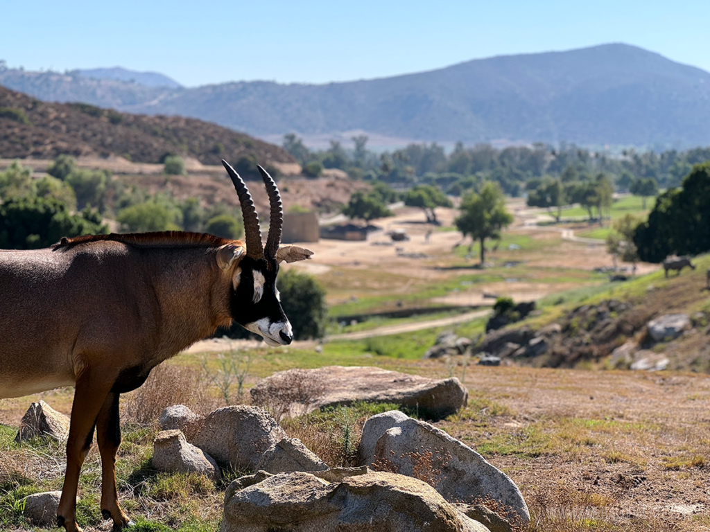 gazelle at the San Diego Safari Park