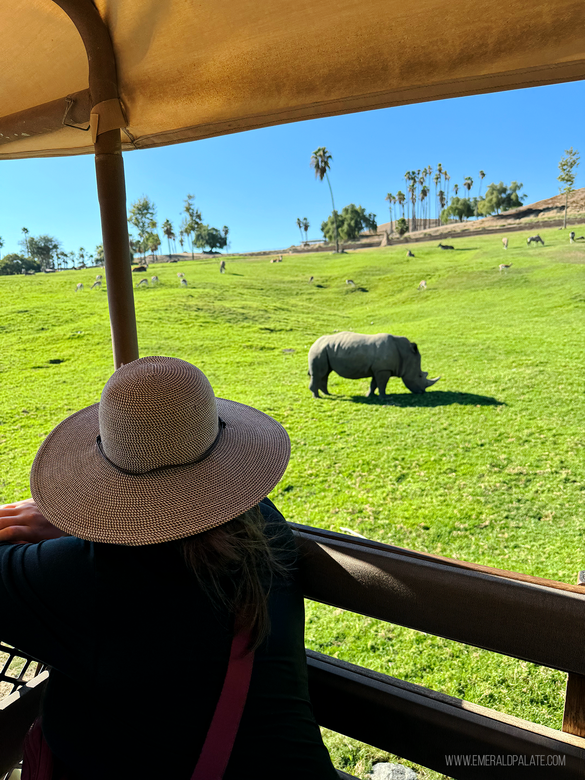 woman watching a rhino up close on a safari, one of the best outdoor activities in San Diego