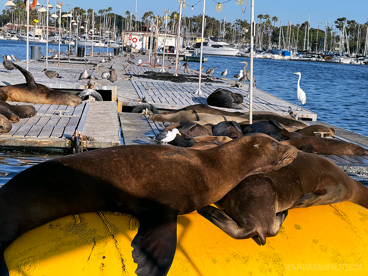 close up of seals cuddling on a buoy