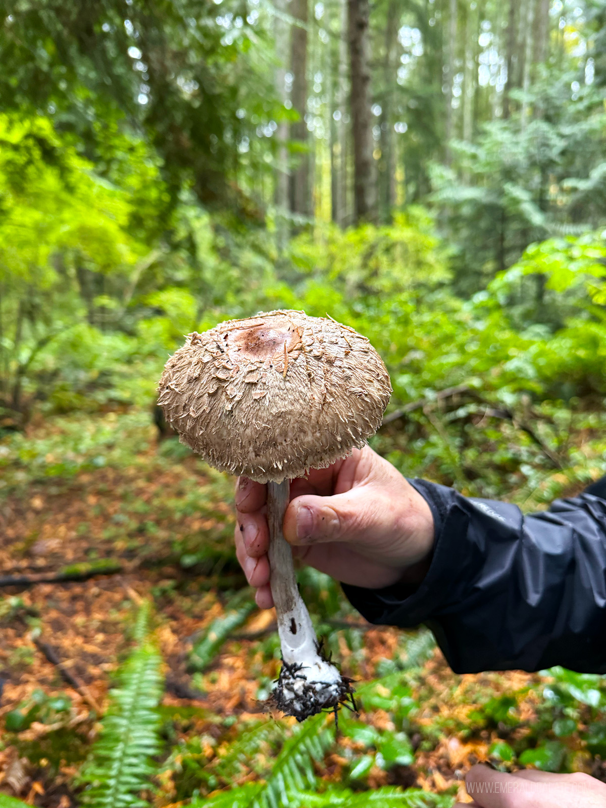 person holding up a mushroom they foraged, one of the best things to do in Seattle in November