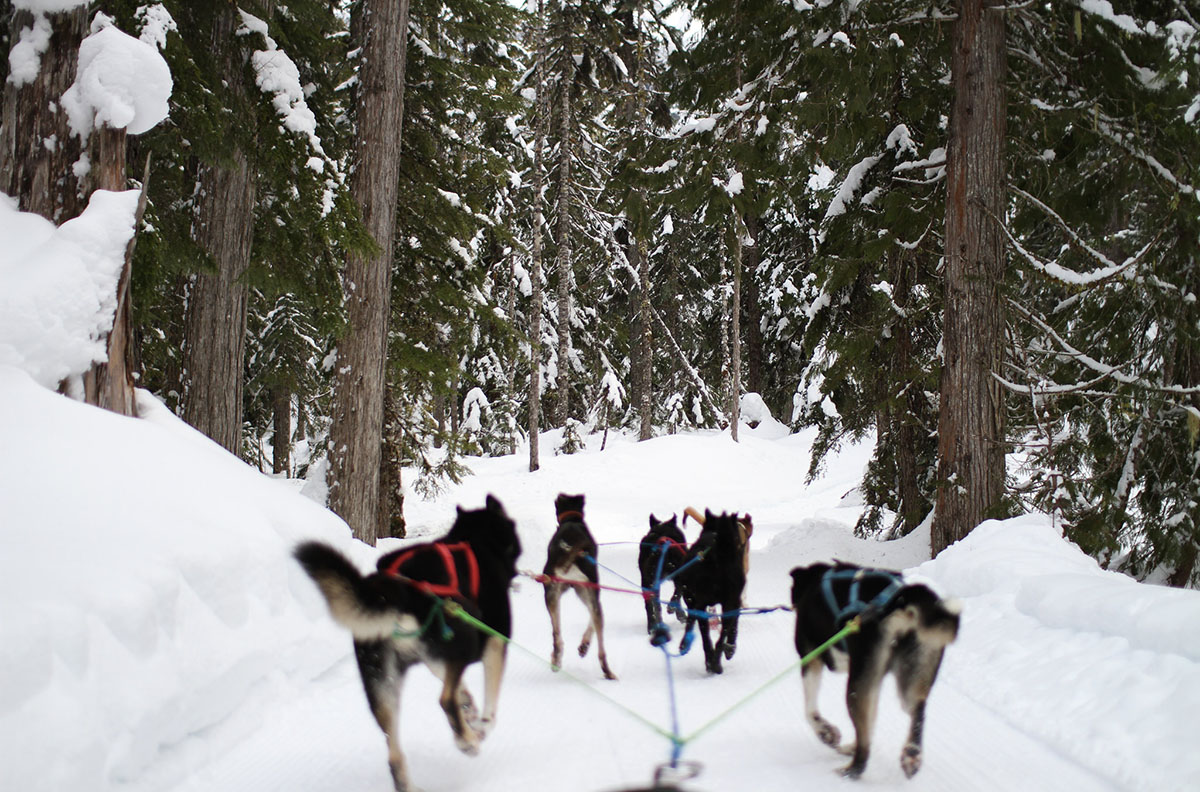 dogsledding, one of the best things to do in winter in Whistler