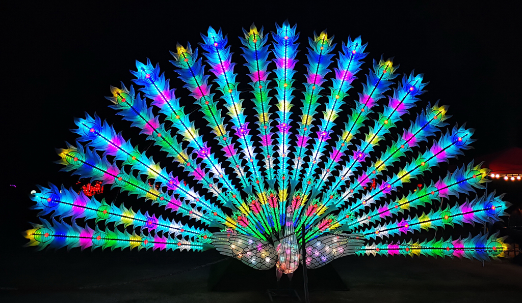 peacock Christmas light installation, one of the best things to do in Seattle in December