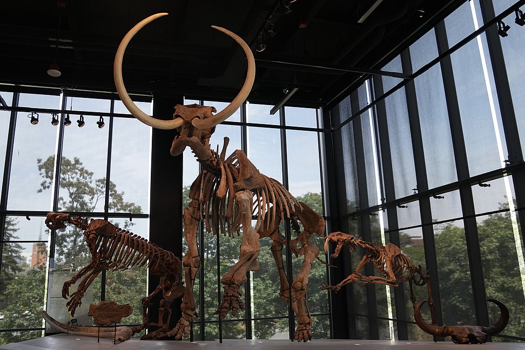 One of Seattle's best free museums: The Burke Museum