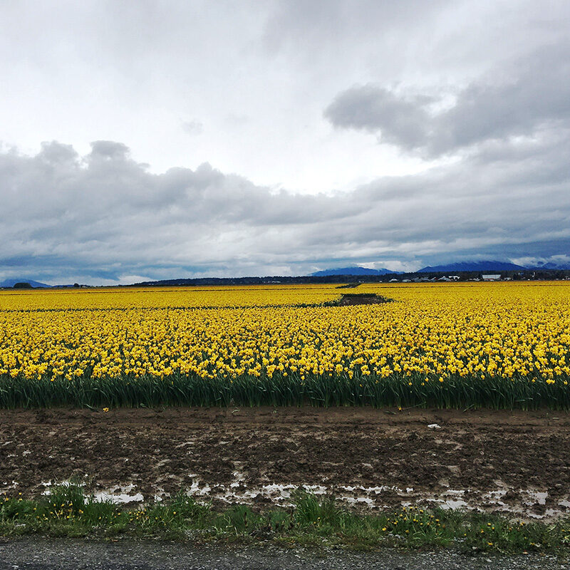 colorful daffodil fields, one of the best things to do in March in Seattle