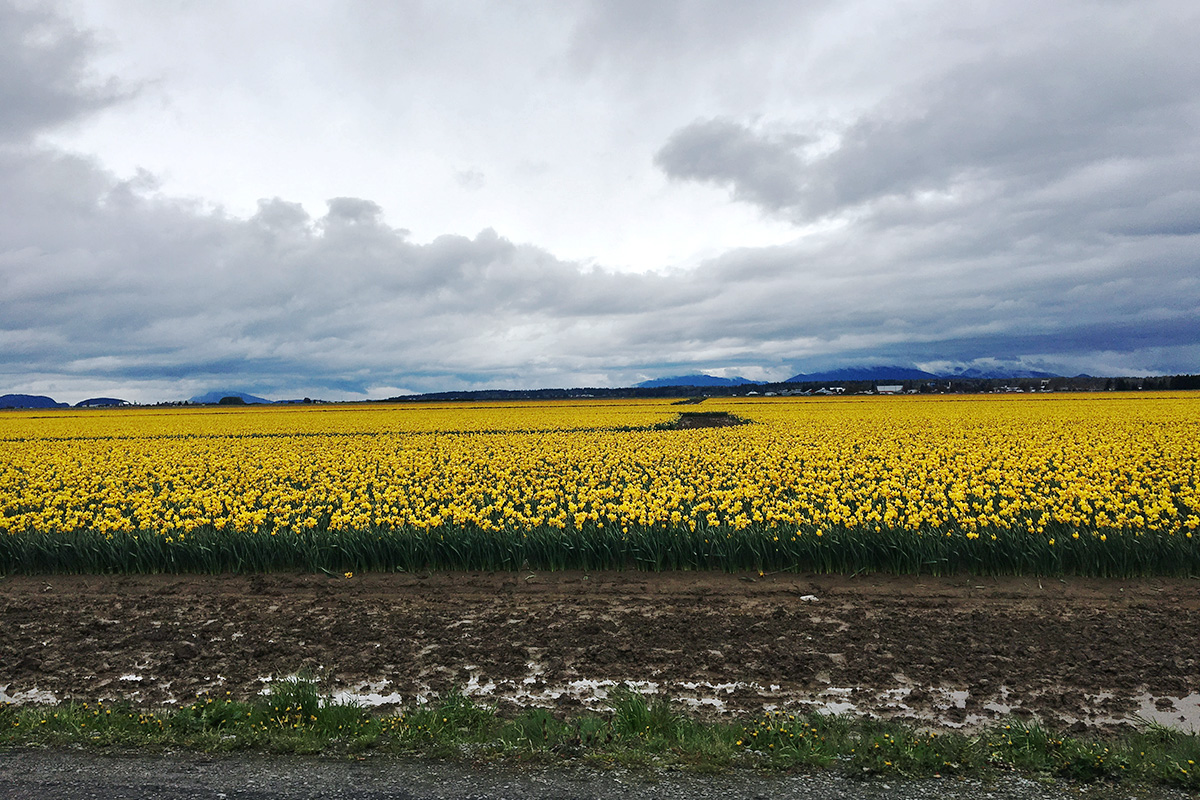 yellow daffodil fields, one of the best things to do in March in Seattle