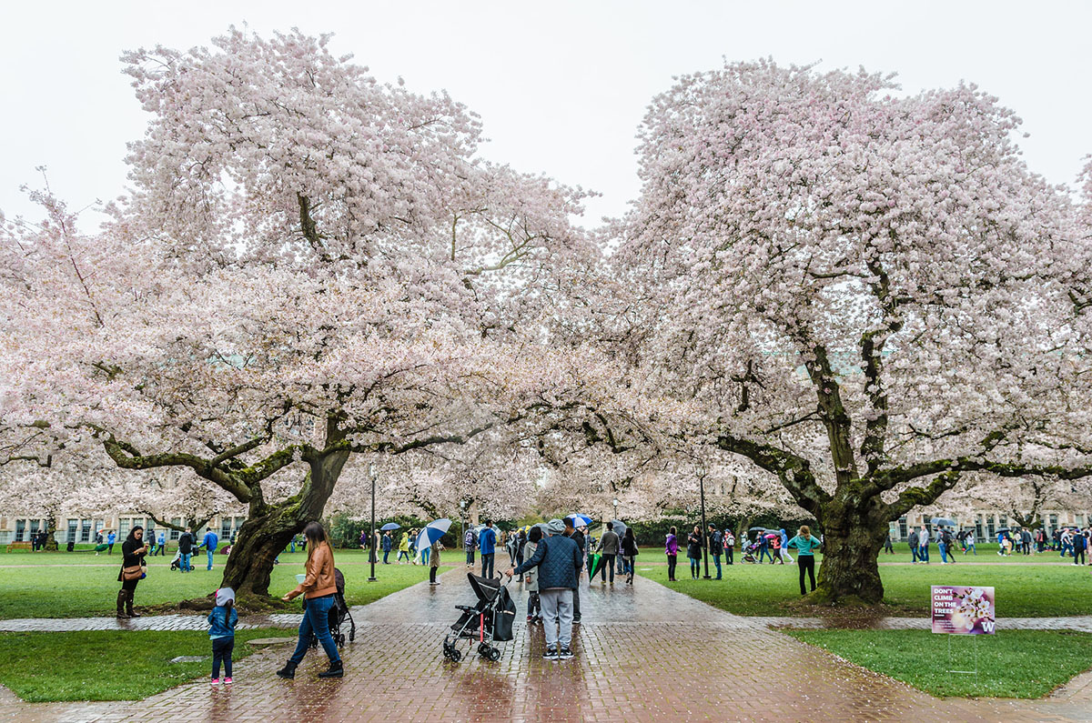 University of Washington quad with cherry blossoms, one of the best things to do in Seattle in March